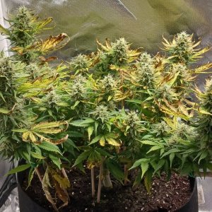 Viparspectra Grow 21 March 2023 Zkittlez 1.jpg