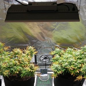 Viparspectra Grow 22 March 2023.jpg