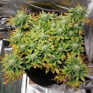 Viparspectra Grow 22 March 2023 Blueberry.jpg