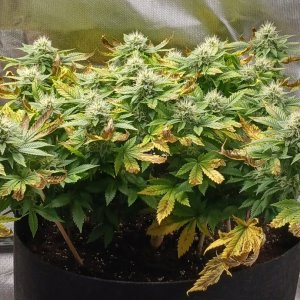 Viparspectra Grow 22 March 2023 Blueberry 1.jpg