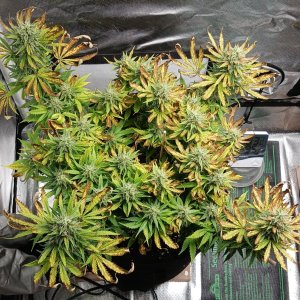 Viparspectra Grow 22 March 2023 Zkittlez.jpg