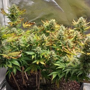 Viparspectra Grow 22 March 2023 Zkittlez 1.jpg