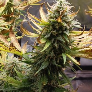 Viparspectra Grow 22 March 2023 Zkittlez bud.jpg