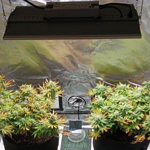 Viparspectra Grow 23 March 2023.jpg