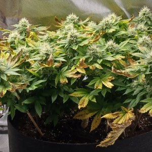 Viparspectra Grow 23 March 2023 Blueberry 1.jpg