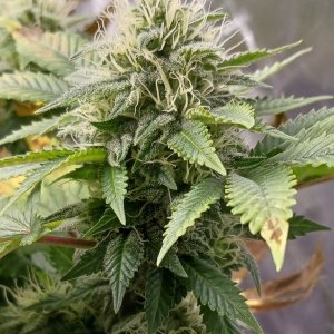 Viparspectra Grow 23 March 2023 Blueberry bud.jpg