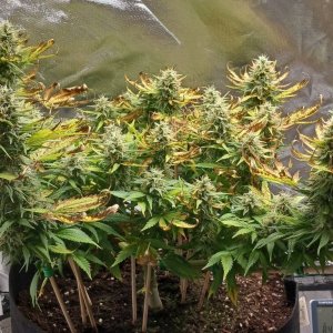 Viparspectra Grow 23 March 2023 Zkittlez 1.jpg