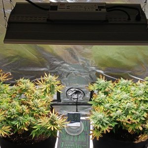 Viparspectra Grow 24 March 2023.jpg