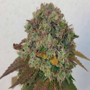 acid-dawg-karma-genetics-regular-420-hanfsamen.jpg