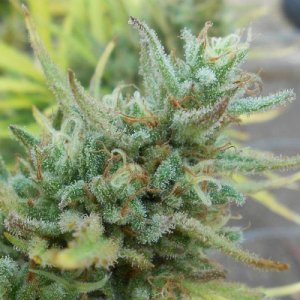 Grapefruit-c99-lebanese-cannabisseeds-apeorigin-weed.jpg