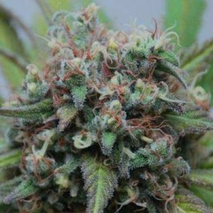 lemonator-ApeOrigin-feminized-cannabissamen-weedseeds.jpg