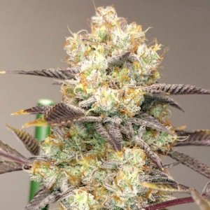 vitamin-z-marijuana-seeds-grounded-genetics-hanf.jpg