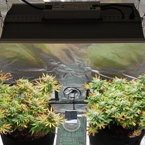 Viparspectra Grow 25 March 2023.jpg