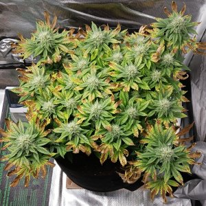 Viparspectra Grow 25 March 2023 Blueberry.jpg