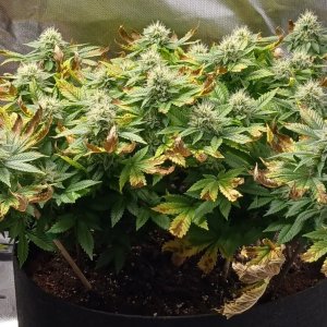 Viparspectra Grow 25 March 2023 Blueberry 1.jpg