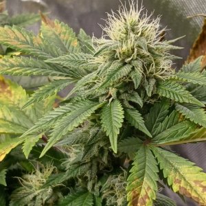 Viparspectra Grow 25 March 2023 Blueberry bud.jpg