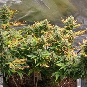 Viparspectra Grow 25 March 2023 Zkittlez 1.jpg