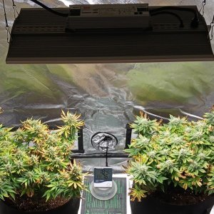 Viparspectra Grow 26 March 2023.jpg