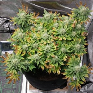 Viparspectra Grow 26 March 2023 Blueberry.jpg