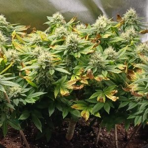 Viparspectra Grow 26 March 2023 Blueberry 1.jpg