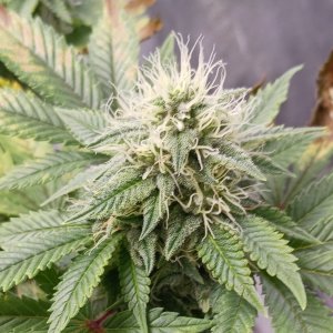 Viparspectra Grow 26 March 2023 Blueberry bud.jpg