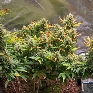 Viparspectra Grow 26 March 2023 Zkittlez 1.jpg