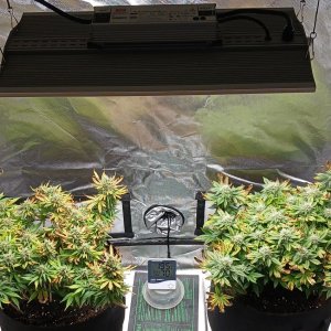 Viparspectra Grow 27 March 2023.jpg