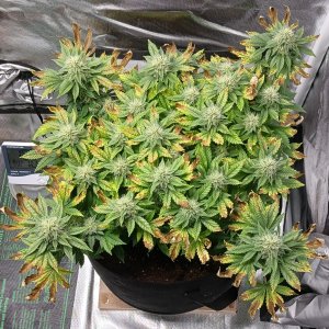 Viparspectra Grow 27 March 2023 Blueberry.jpg