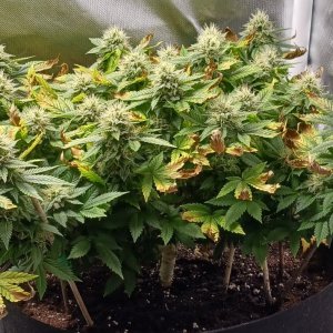 Viparspectra Grow 27 March 2023 Blueberry 1.jpg