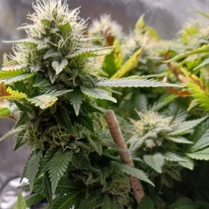 Viparspectra Grow 27 March 2023 Blueberry bud.jpg