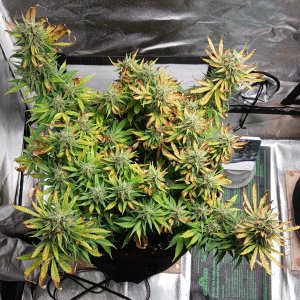 Viparspectra Grow 27 March 2023 Zkittlez.jpg