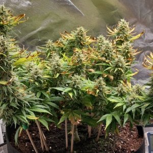 Viparspectra Grow 27 March 2023 Zkittlez 1.jpg