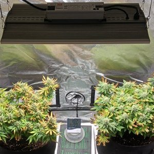 Viparspectra Grow 28 March 2023.jpg