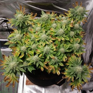 Viparspectra Grow 28 March 2023 Blueberry.jpg