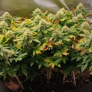 Viparspectra Grow 28 March 2023 Blueberry 1.jpg