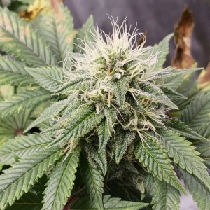 Viparspectra Grow 28 March 2023 Blueberry bud.jpg