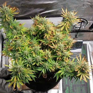 Viparspectra Grow 28 March 2023 Zkittlez.jpg