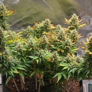 Viparspectra Grow 28 March 2023 Zkittlez 1.jpg