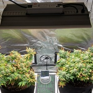 Viparspectra Grow 30 March 2023.jpg