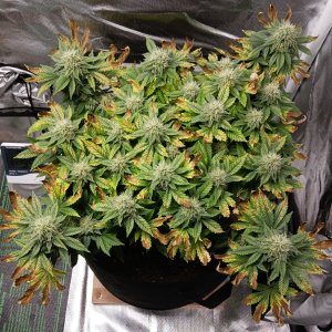 Viparspectra Grow 30 March 2023 Blueberry.jpg