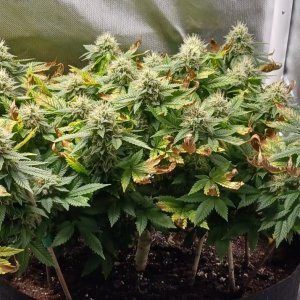 Viparspectra Grow 30 March 2023 Blueberry 1.jpg