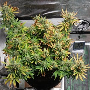 Viparspectra Grow 30 March 2023 Zkittlez.jpg