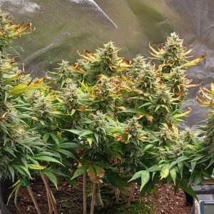 Viparspectra Grow 30 March 2023 Zkittlez 1.jpg