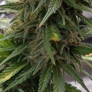 Viparspectra Grow 30 March 2023 Zkittlez mould.jpg