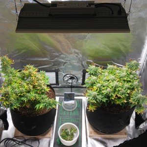 Viparspectra Grow 31 March 2023.jpg