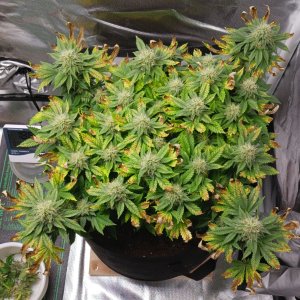 Viparspectra Grow 31 March 2023 Blueberry.jpg