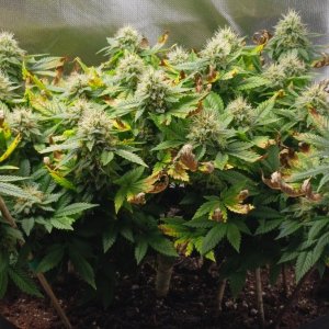 Viparspectra Grow 31 March 2023 Blueberry 1.jpg