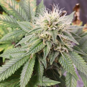 Viparspectra Grow 31 March 2023 Blueberry bud.jpg