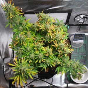 Viparspectra Grow 31 March 2023 Zkittlez.jpg