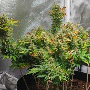 Viparspectra Grow 31 March 2023 Zkittlez 1.jpg